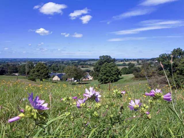 Paysage de campagne avec une grand ciel bleu et des fleurs des champs