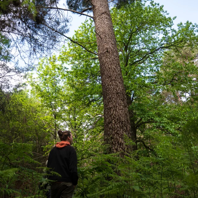 Une personne en veste noire et pull orange, dans une forêt, regarde un grand pin sous la lumière filtrée du soleil.