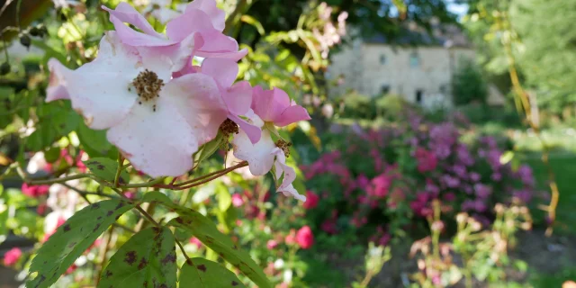 La Roseraie de Lassay les Châteaux