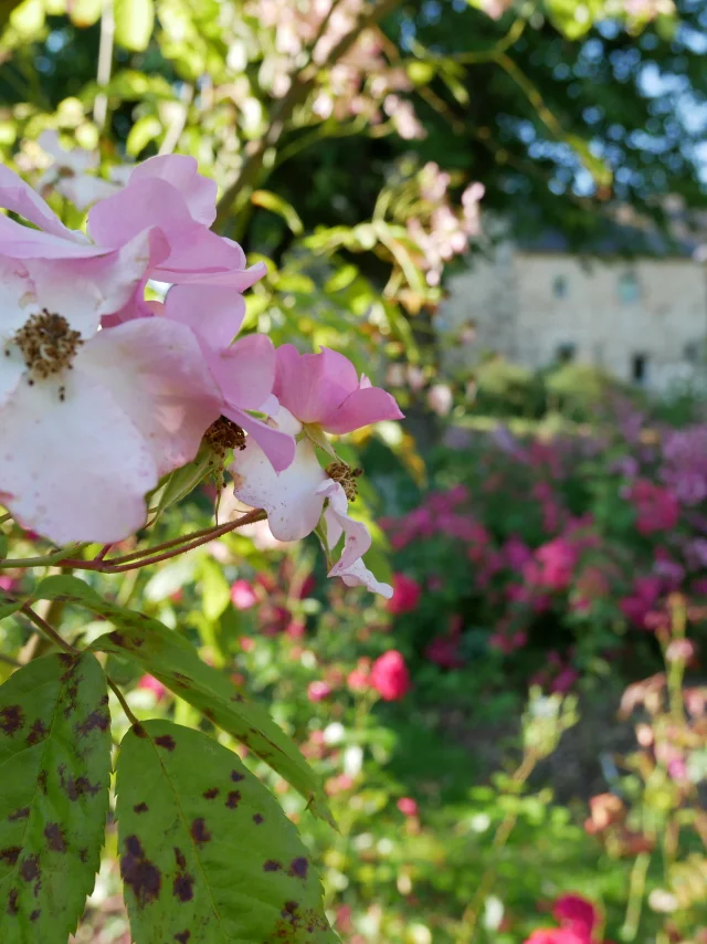La Roseraie de Lassay les Châteaux