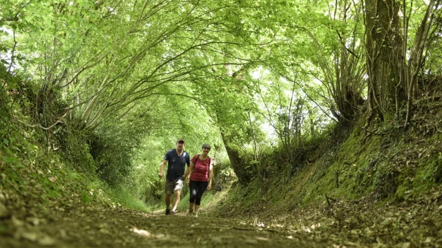 Deux personnes marchent sur un sentier de randonnée sous une belle voute d'arbres verts, à l'abri du soleil.
