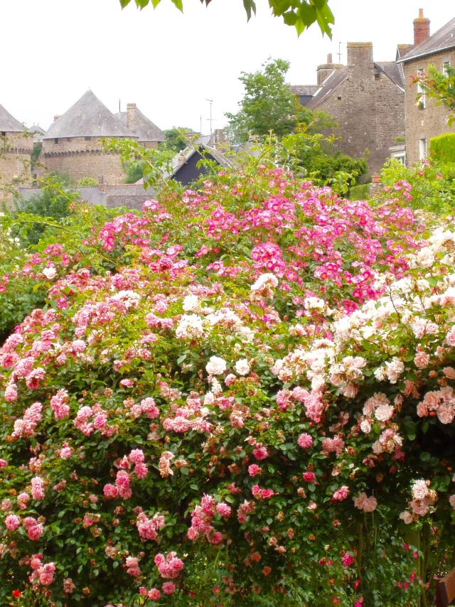 La Roseraie de Lassay les Châteaux