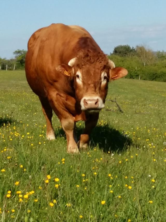 Ferme Des Murats à Bouxurulles