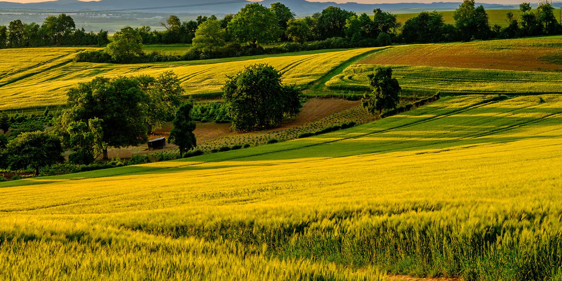 Champ de blé vallonné.