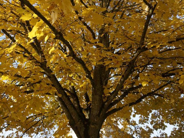 Arbre Avec Feuilles Jaunes