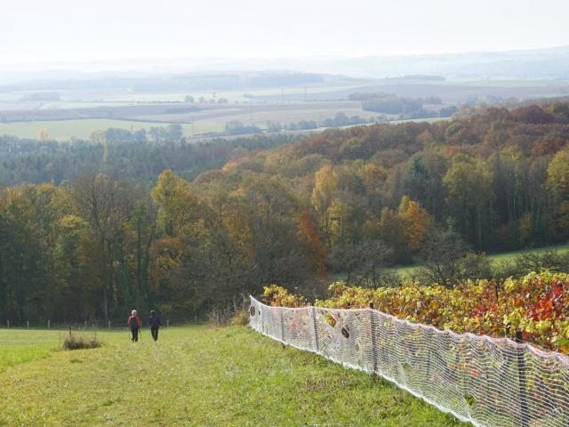 Randonnée Dans Les Vignes 2