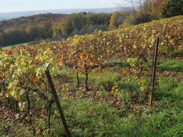 Vignes