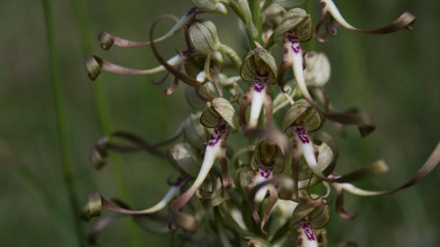 Orchis Bouc ©r.baille