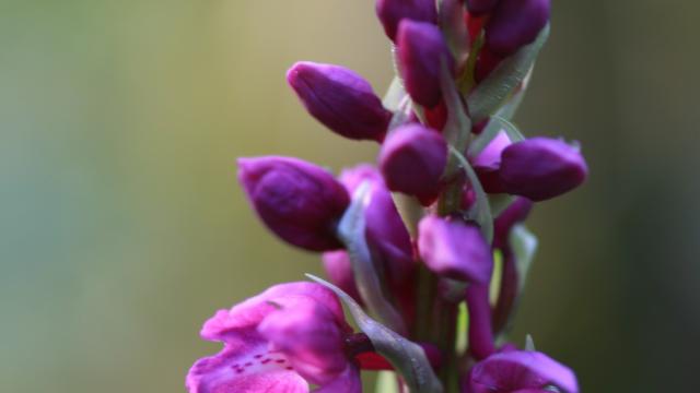 Orchis Male ©r.baille