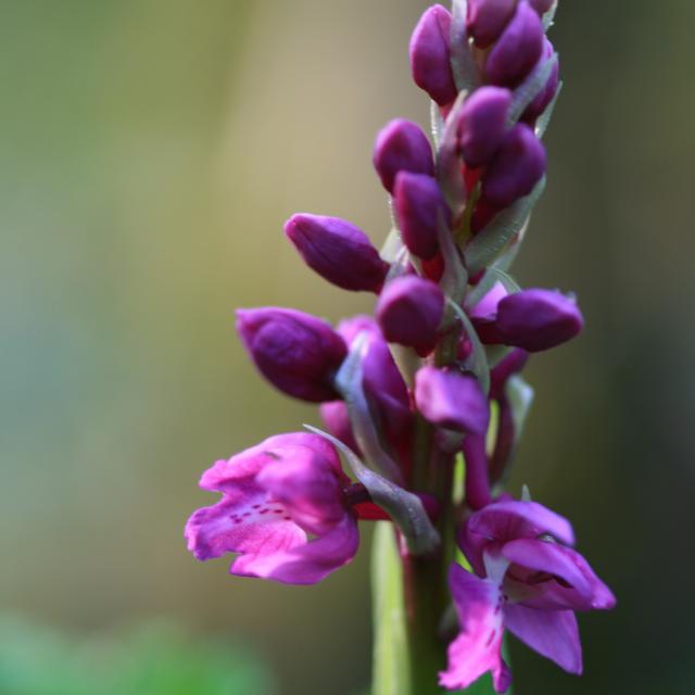 Orchis Male ©r.baille