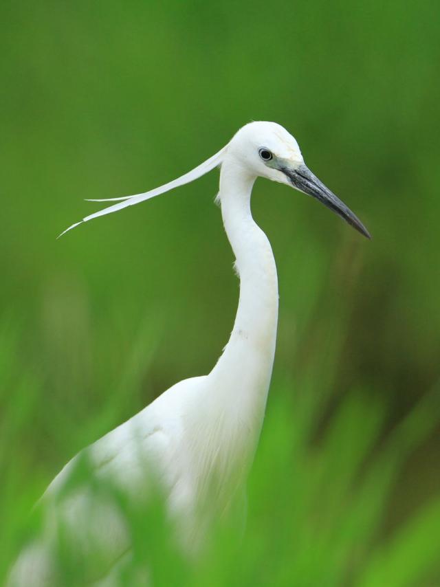 Zilverreiger in het moeras van Audomarois