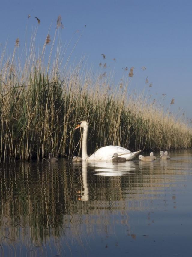 Zwanen in het moeras van Audomarois