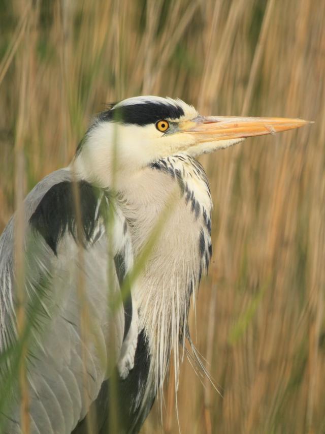 Graureiher in den Audomarois-Sümpfen