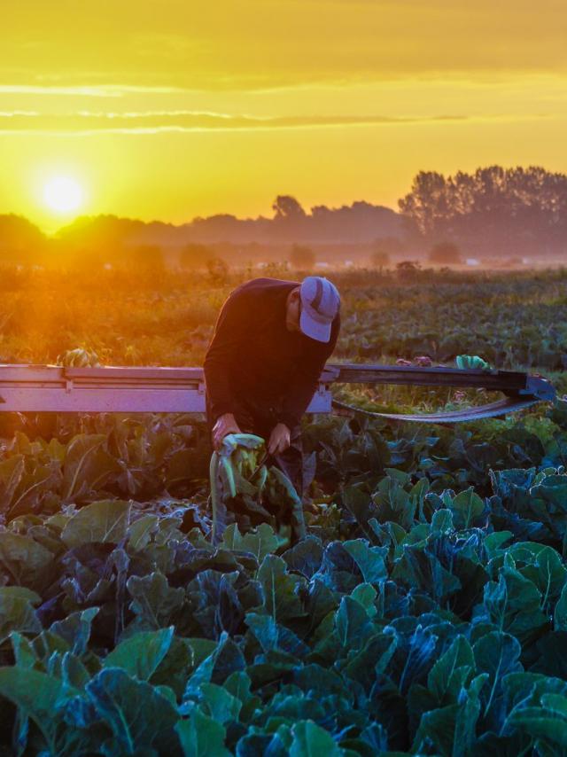 Gemüsegärtner und Blumenkohl Sumpf Audomarois Sonne