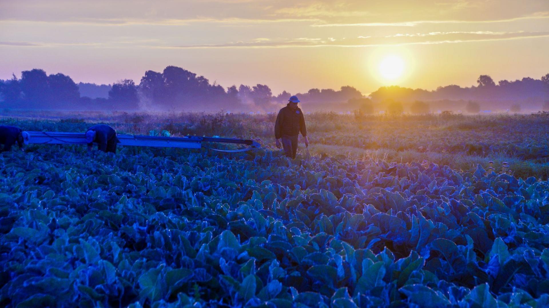 Market gardeners and cauliflower Audomarois Sun (3)