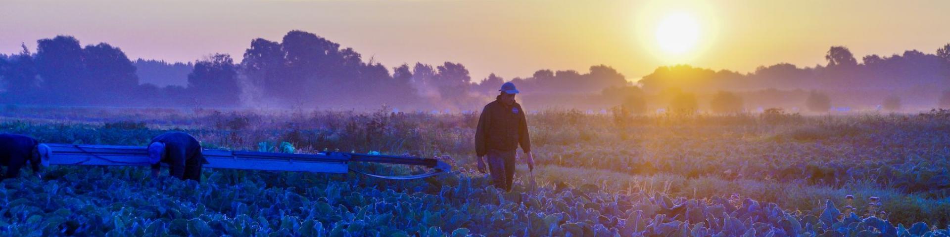 Market gardeners and cauliflower Audomarois Sun (3)