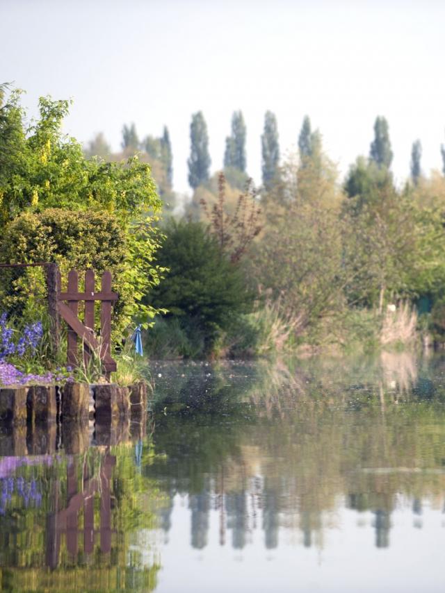 Marais Trees 2010 Clairmarais (10)