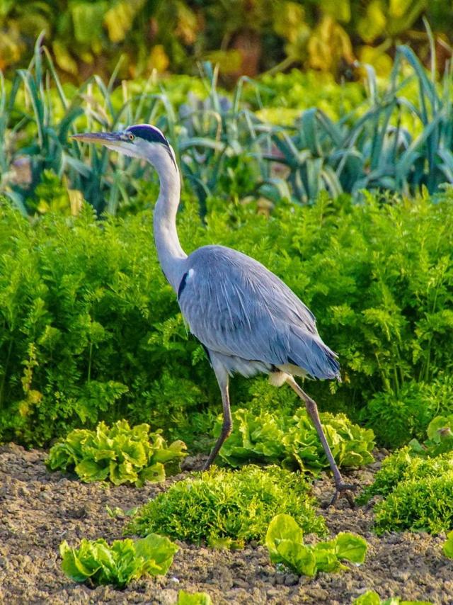 Marais Audomarois Reiher Gemüse Felder