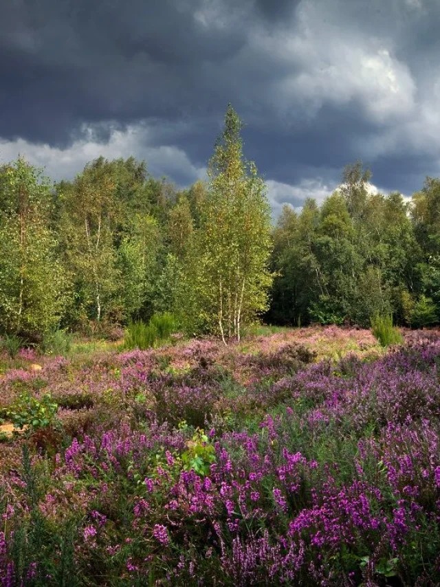 Naturschutzgebiet Plateau des Landes 2020 - Blendecques
