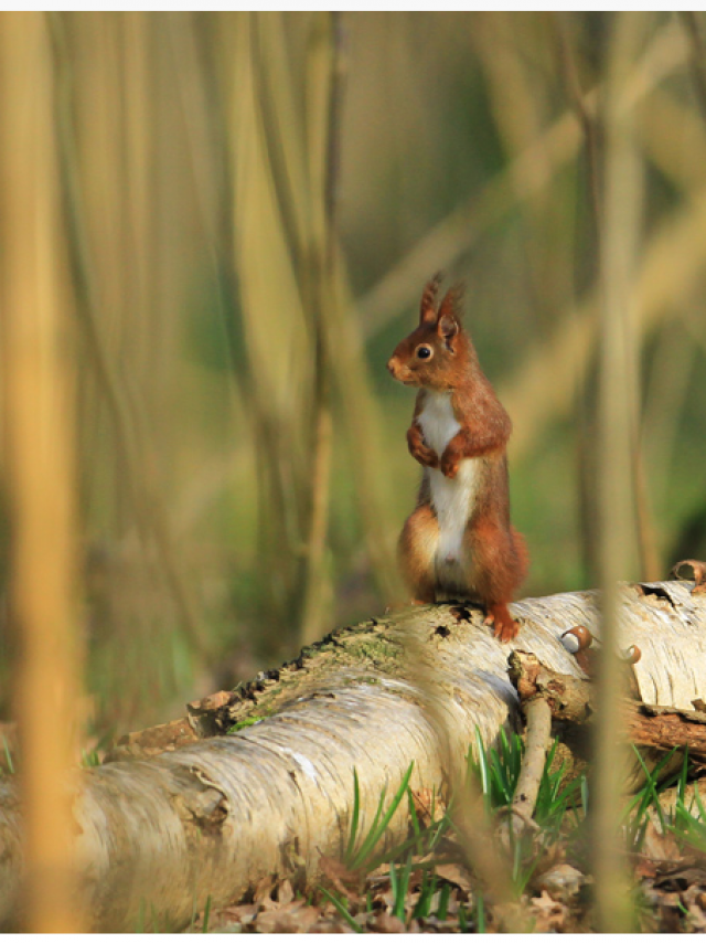 Squirrel Clairmarais Forest (1)
