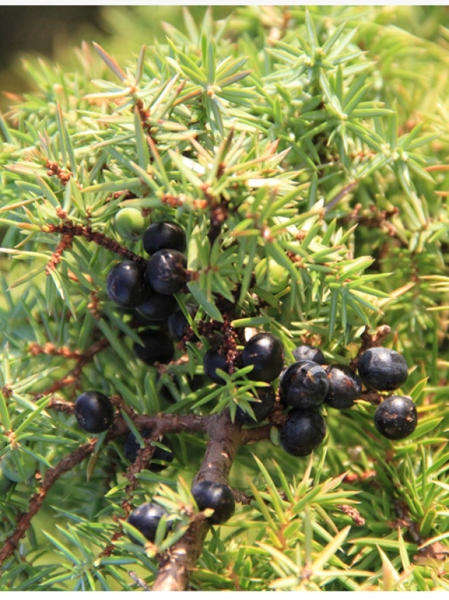 Geneeskrachtige planten Bos van Clairmarais (2)