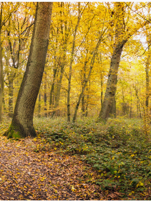 Herbstspaziergang Herbst Wald Eperlecques