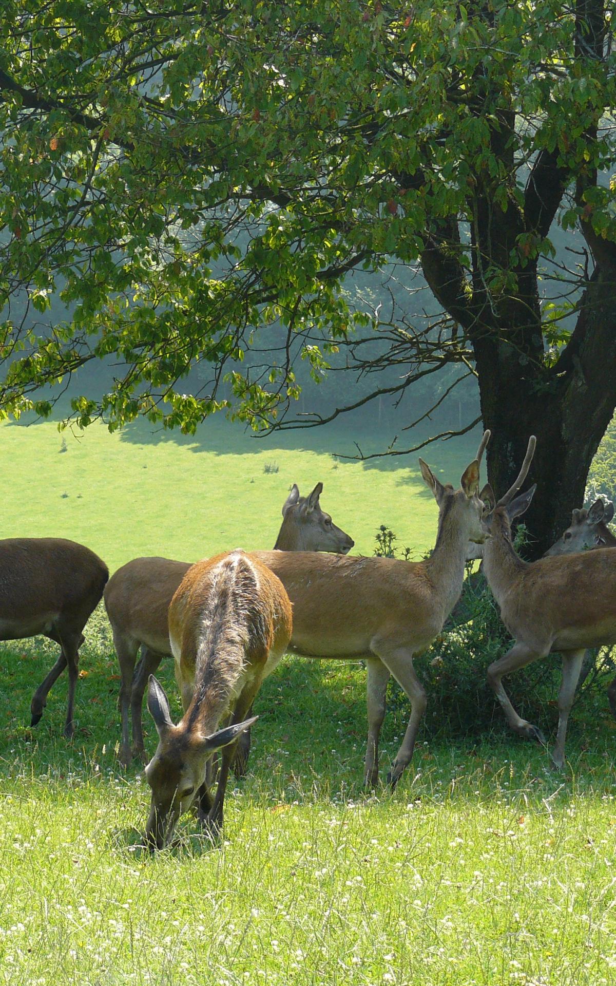 Lumbres, le parcours de Sigéric Office de Tourisme du Pays de SaintOmer