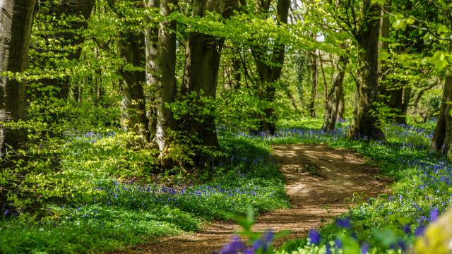 Sentier Forêt de Tournehem-sur-la-Hem