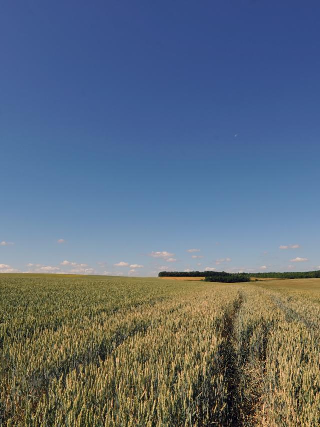 Landscape 2010 Therouanne (1)