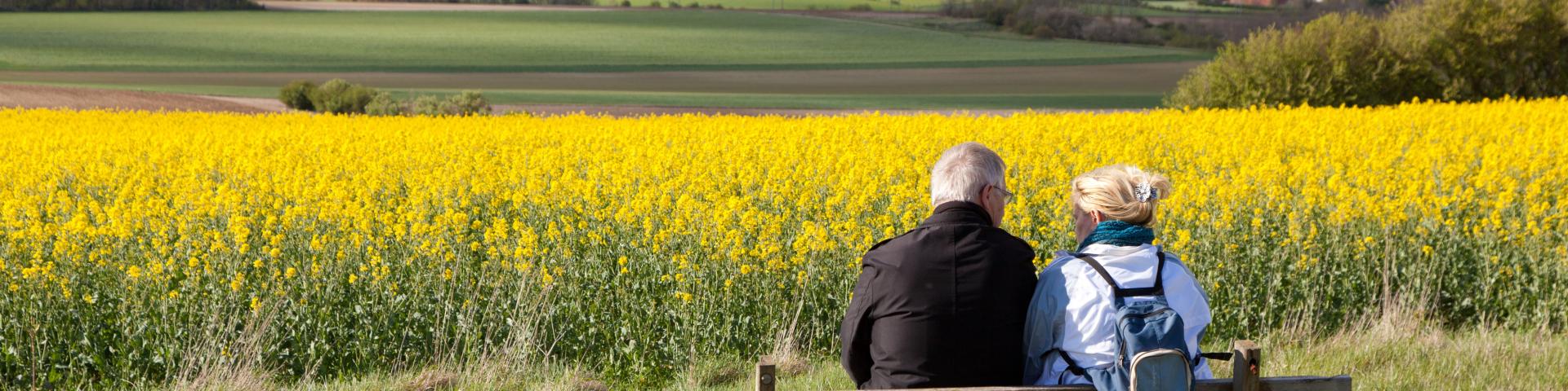 Tournehem-sur-la-Hem. Paysages avec champ de colza.