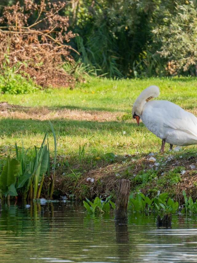 Romelaëre Marais Clairmarais