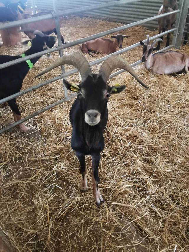 Bauernhof La Chev'riotte Reclinghem