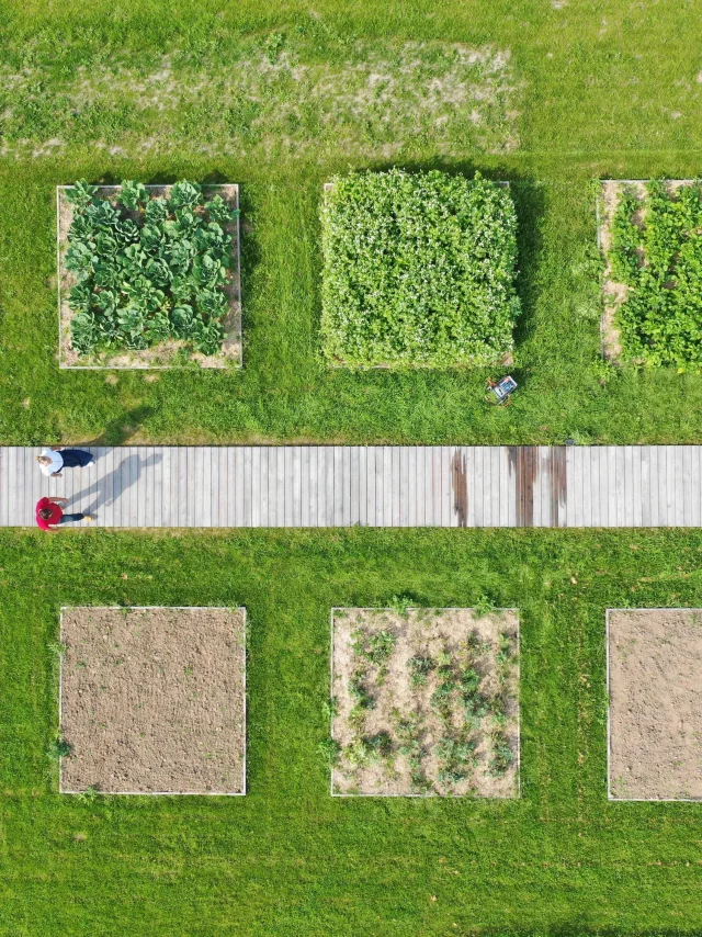 Garten Des Gemüsegartens