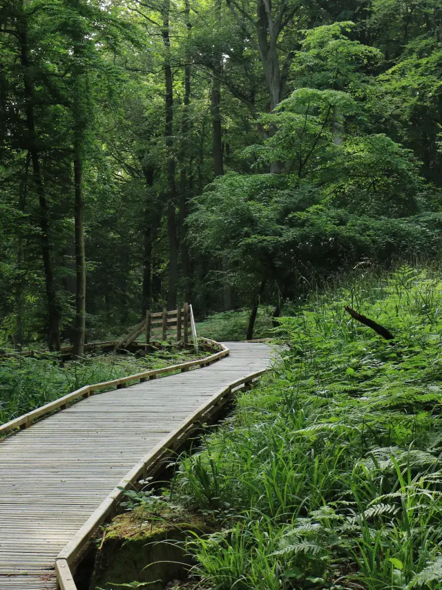 Foret Deperlecqueseden62 22 Eden62