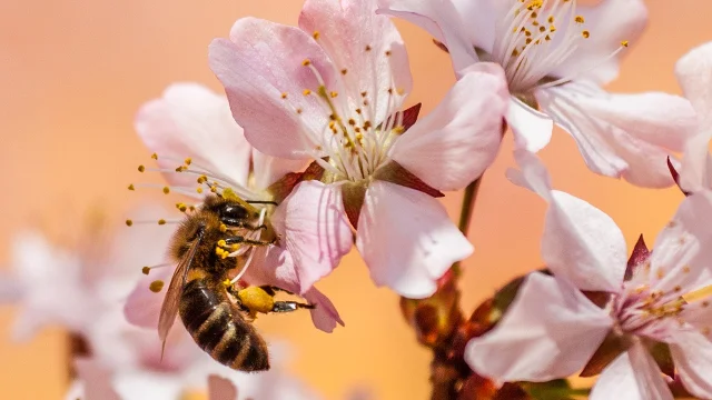 Journée de l'Abeille à Lumbres, le 24 mai 2025