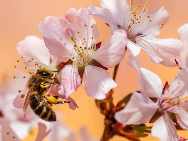Bee 5219887 1280