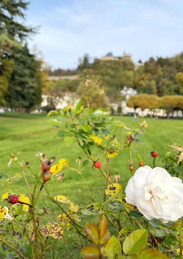 Uriage Park in bloom- Celia T