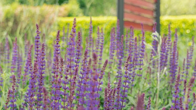 Uriage Paysage Lavande Marie El Hajal