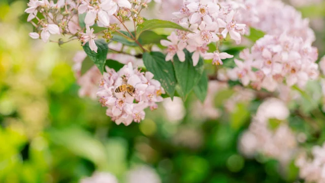 Uriage Paysage en fleurs Marie El Hajal
