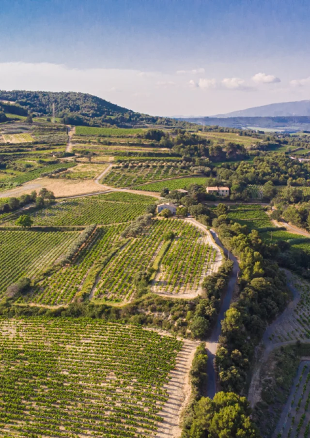 Blick auf die Weinberge