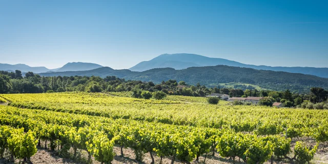 Vignes Vaison Vue Ventoux