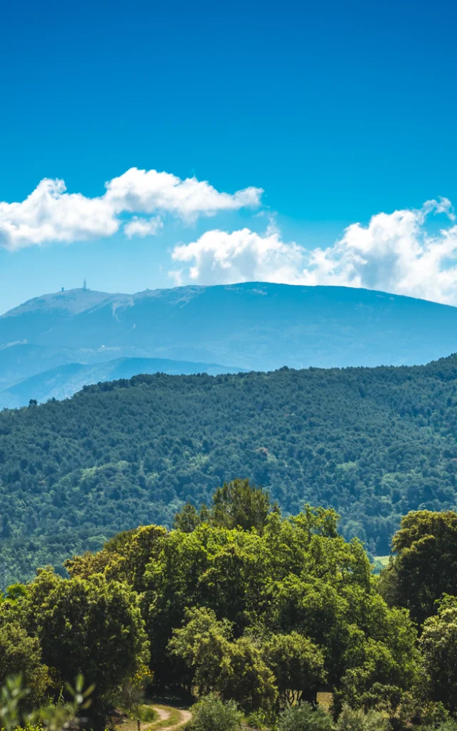 Vue Ventoux Vignes