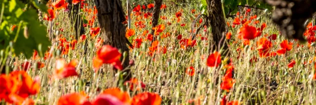 Poppies at the foot of a vine