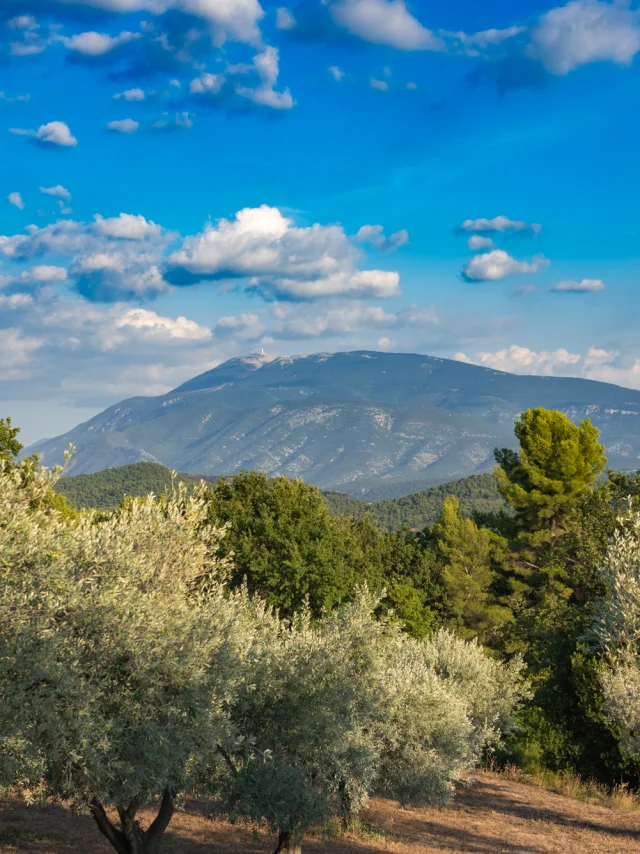 Apéro perché Youpi Tours auf dem Weingut La Fille des Vignes zum Abschied von Marine