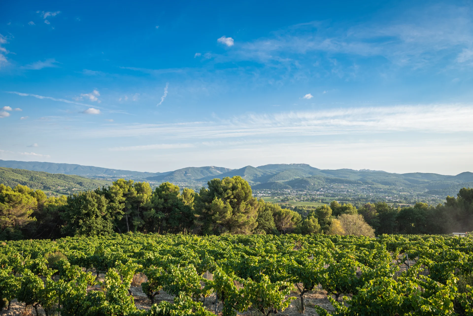 Apéro perché Youpi Tours op Domaine La Fille des Vignes voor het afscheidsfeest van Marine