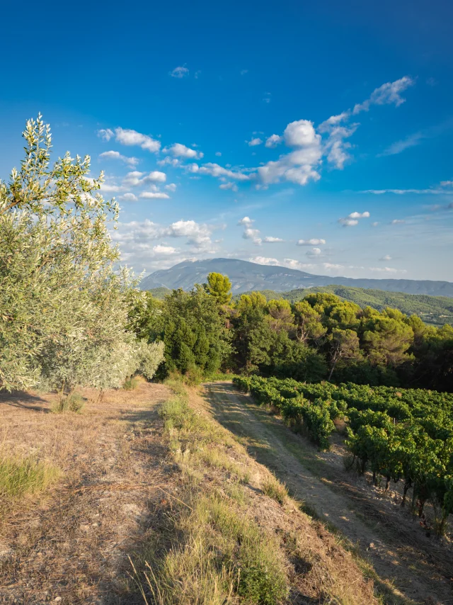 Apéro perché Youpi Tours op Domaine La Fille des Vignes voor het afscheidsfeest van Marine