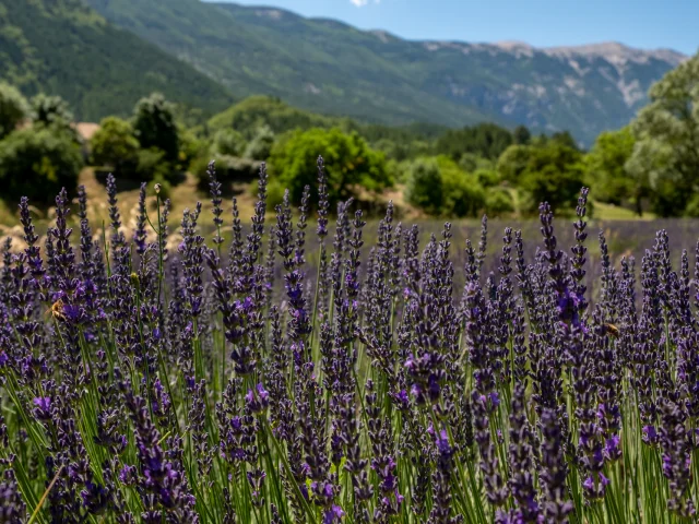 2021 07 05 Lavendel