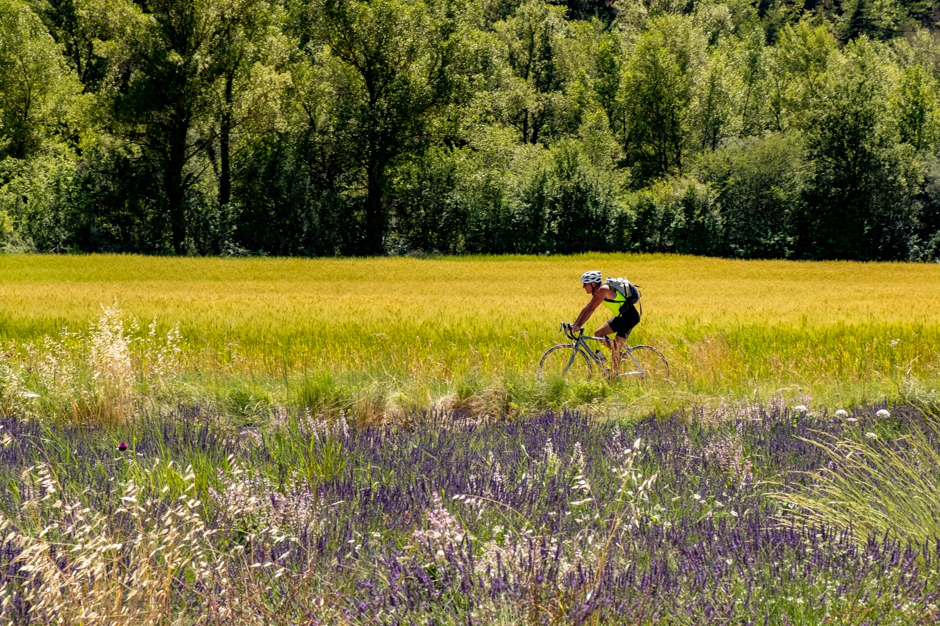 Cyclist riding next to a lavender field