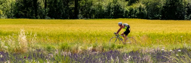 Cycliste faisant du vélo à côté d'un champ de lavande