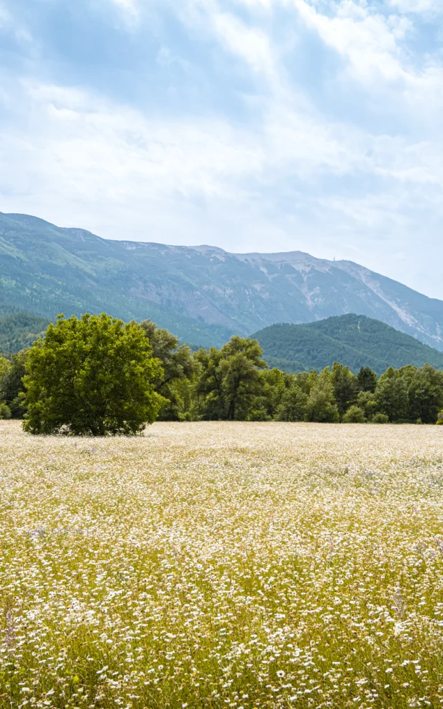 2023 06 16 Dv Ventoux Toulourenc 13